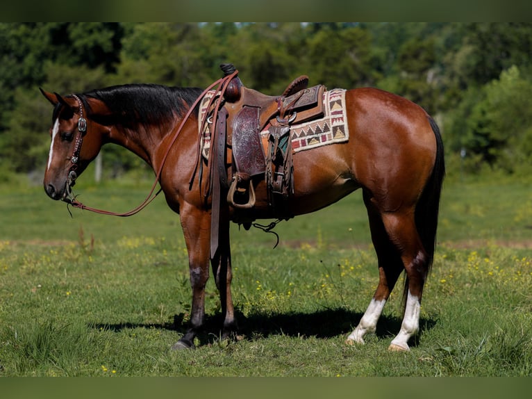American Quarter Horse Stute 5 Jahre 152 cm Rotbrauner in Mount Vernon, KY