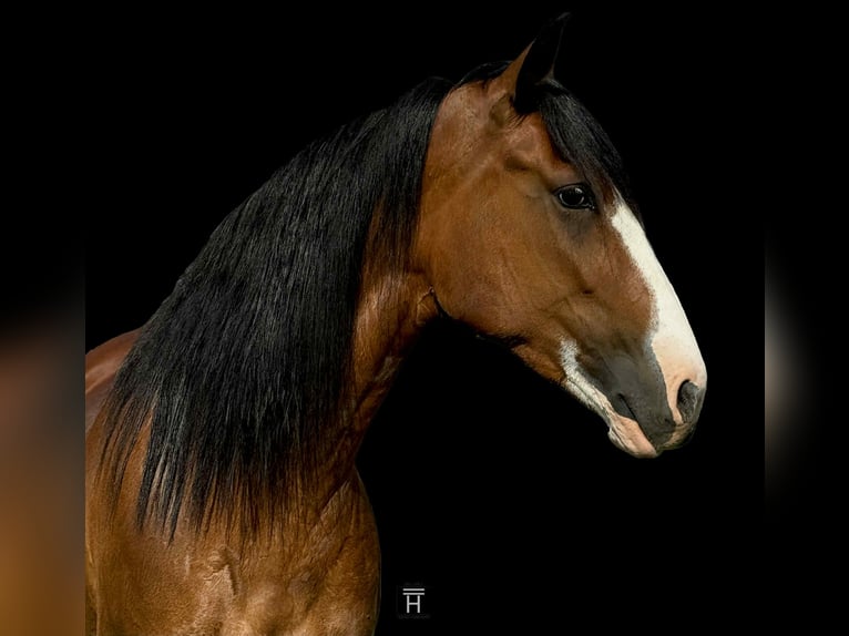 American Quarter Horse Stute 5 Jahre 152 cm Rotbrauner in Jacksboro TX