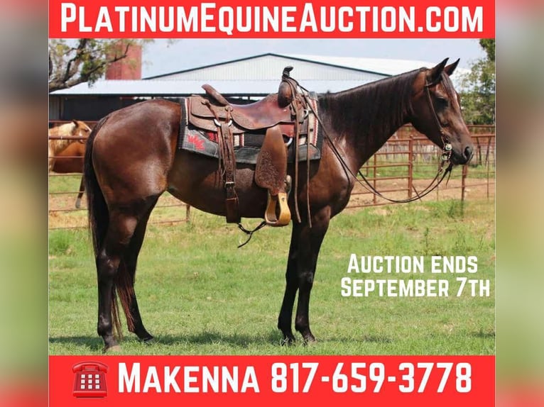 American Quarter Horse Stute 5 Jahre 152 cm Rotbrauner in lipan TX