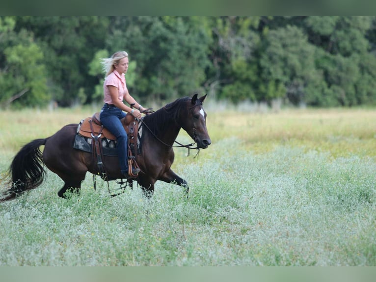American Quarter Horse Stute 5 Jahre 152 cm Rotbrauner in lipan TX