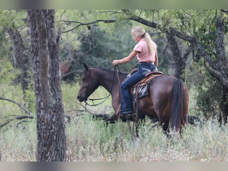 American Quarter Horse Stute 5 Jahre 152 cm Rotbrauner in lipan TX