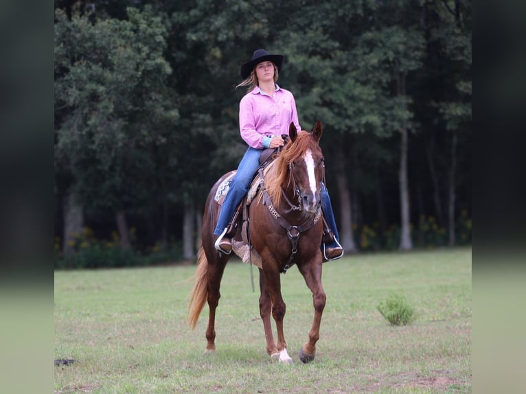 American Quarter Horse Stute 5 Jahre 152 cm Rotfuchs in Lucedale, MS