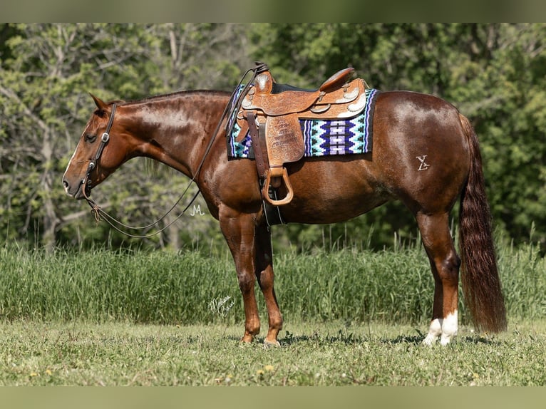 American Quarter Horse Stute 5 Jahre 152 cm Rotfuchs in River Falls, WI