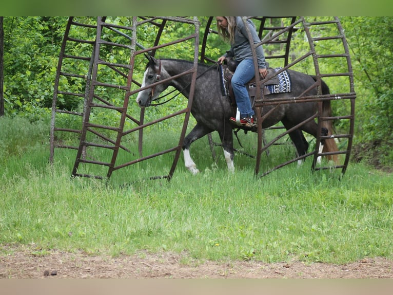 American Quarter Horse Stute 5 Jahre 152 cm Schimmel in Plano