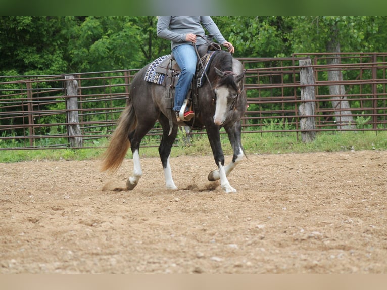 American Quarter Horse Stute 5 Jahre 152 cm Schimmel in Plano