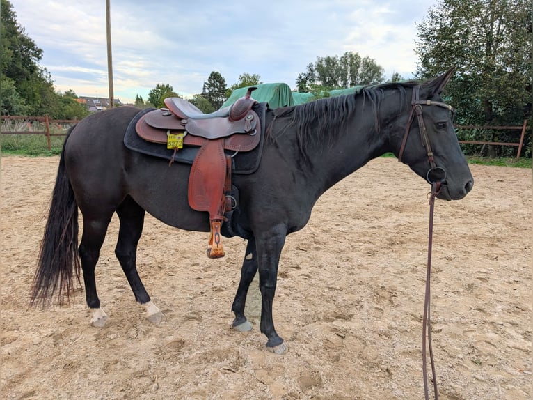 American Quarter Horse Stute 5 Jahre 153 cm Brauner in Hückelhoven