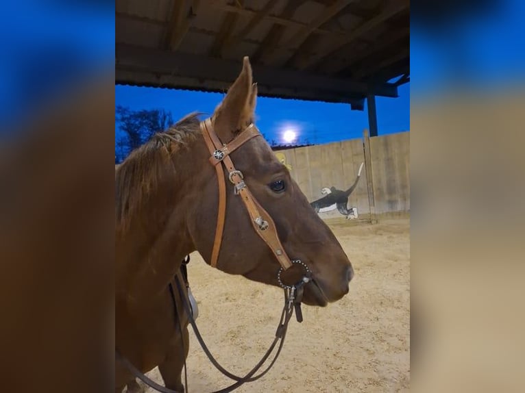 American Quarter Horse Stute 5 Jahre 153 cm Dunkelfuchs in Unterföhring