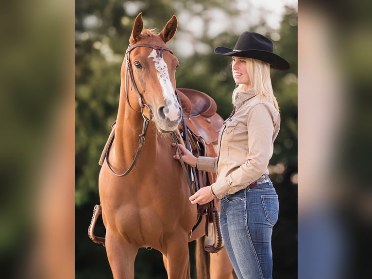 American Quarter Horse Stute 5 Jahre 153 cm Fuchs in Barsinghausen
