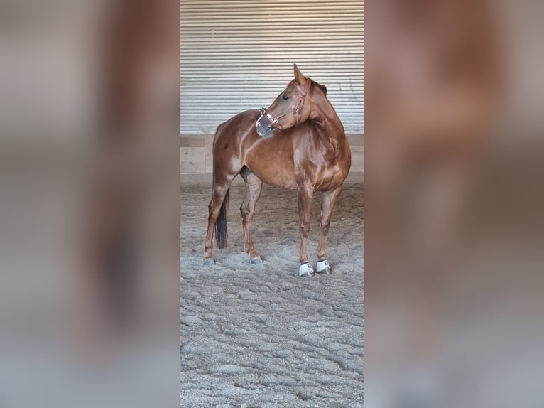American Quarter Horse Stute 5 Jahre 154 cm Dunkelfuchs in Reichelsheim