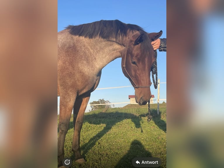American Quarter Horse Stute 5 Jahre 154 cm Roan-Bay in Allgäu