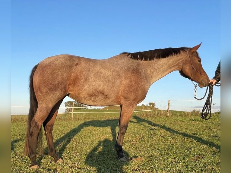 American Quarter Horse Stute 5 Jahre 154 cm Roan-Bay in Allgäu