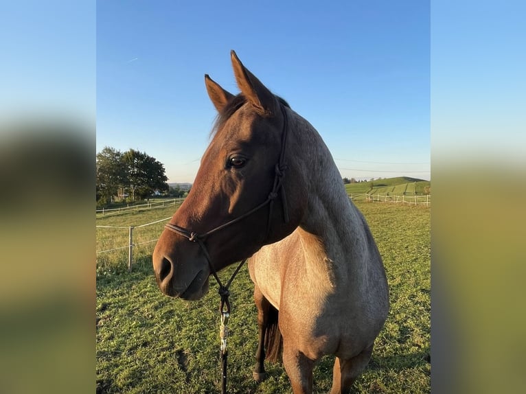 American Quarter Horse Stute 5 Jahre 154 cm Roan-Bay in Allgäu