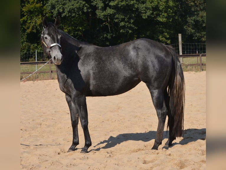 American Quarter Horse Stute 5 Jahre 154 cm Schimmel in Wusterhausen (Dosse)