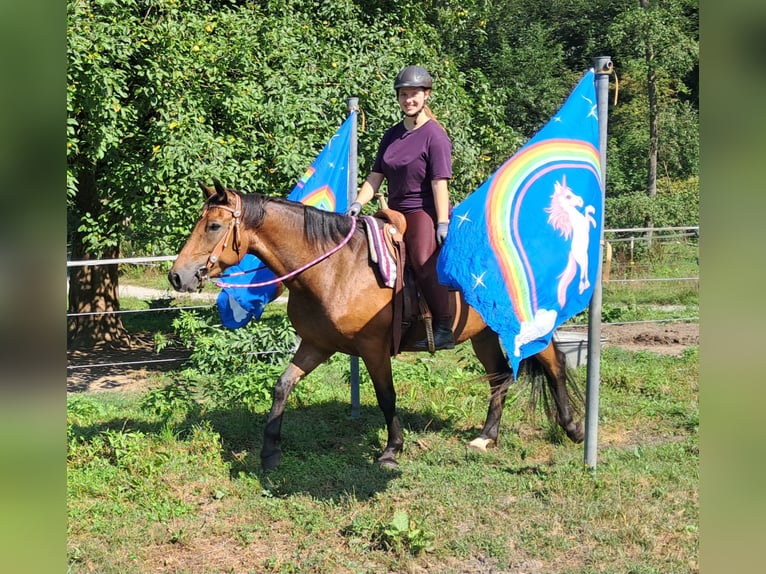 American Quarter Horse Mix Stute 5 Jahre 155 cm Brauner in Bayerbach