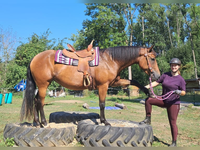 American Quarter Horse Mix Stute 5 Jahre 155 cm Brauner in Bayerbach