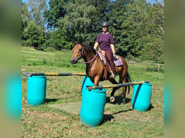 American Quarter Horse Mix Stute 5 Jahre 155 cm Brauner in Bayerbach