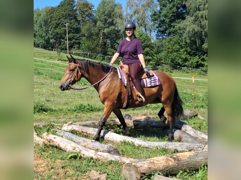 American Quarter Horse Mix Stute 5 Jahre 155 cm Brauner in Bayerbach