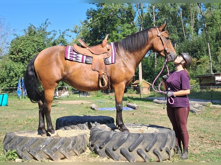 American Quarter Horse Mix Stute 5 Jahre 155 cm Brauner in Bayerbach