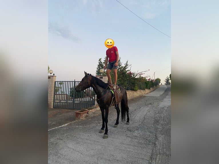 American Quarter Horse Stute 5 Jahre 155 cm Brauner in Solarino