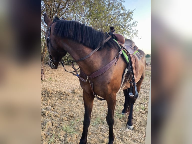 American Quarter Horse Stute 5 Jahre 155 cm Brauner in Solarino