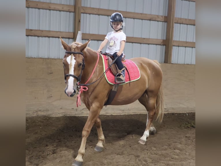 American Quarter Horse Mix Stute 5 Jahre 155 cm Dunkelfuchs in Howell