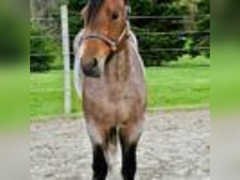 American Quarter Horse Stute 5 Jahre 155 cm Roan-Bay in Warsaw NY