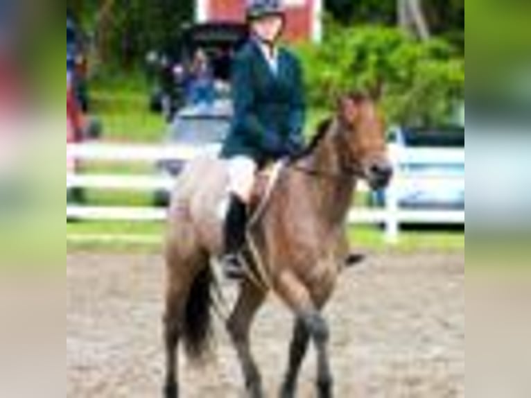 American Quarter Horse Stute 5 Jahre 155 cm Roan-Bay in Warsaw NY