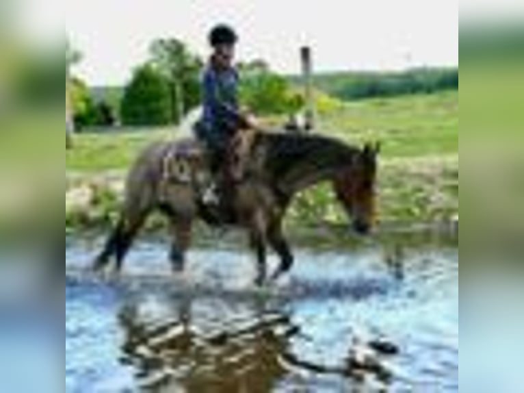 American Quarter Horse Stute 5 Jahre 155 cm Roan-Bay in Warsaw NY