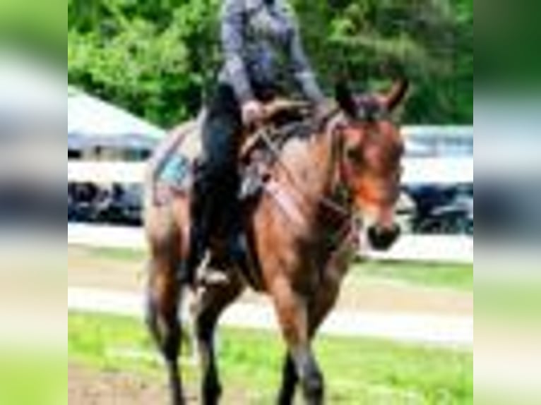 American Quarter Horse Stute 5 Jahre 155 cm Roan-Bay in Warsaw NY