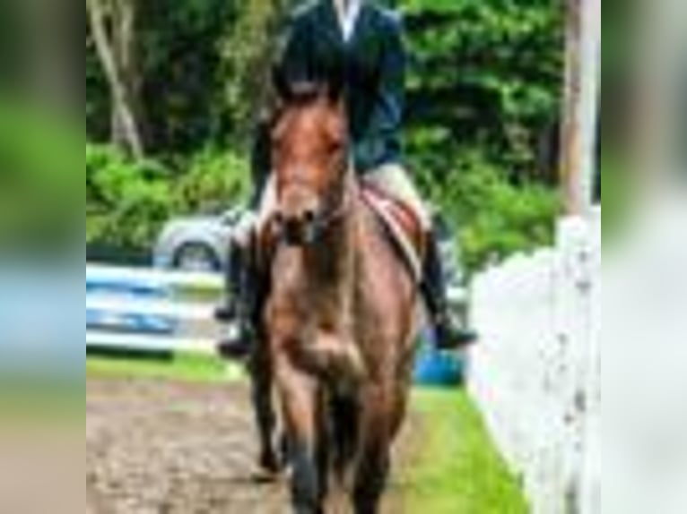 American Quarter Horse Stute 5 Jahre 155 cm Roan-Bay in Warsaw NY