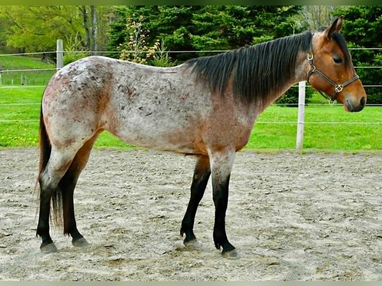 American Quarter Horse Stute 5 Jahre 155 cm Roan-Bay in Warsaw NY