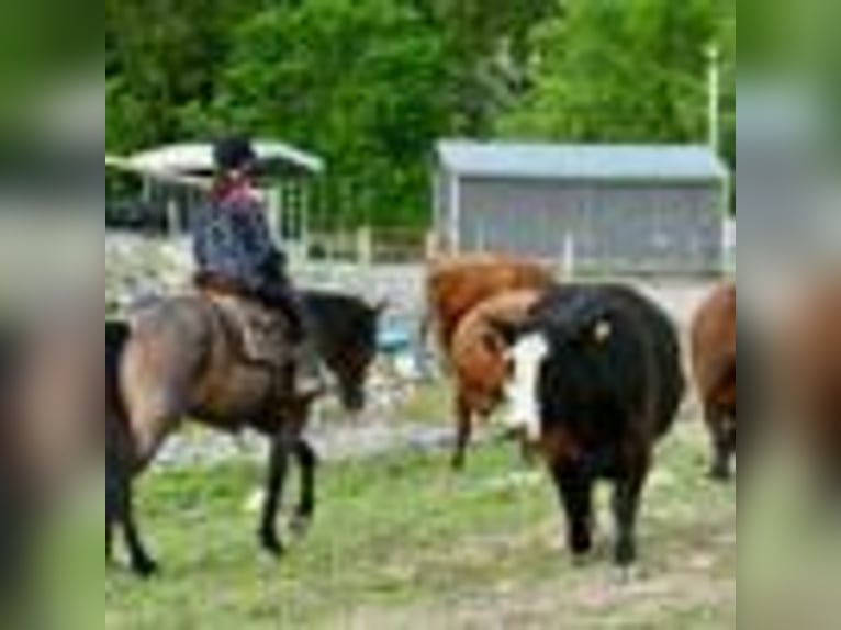 American Quarter Horse Stute 5 Jahre 155 cm Roan-Bay in Warsaw NY
