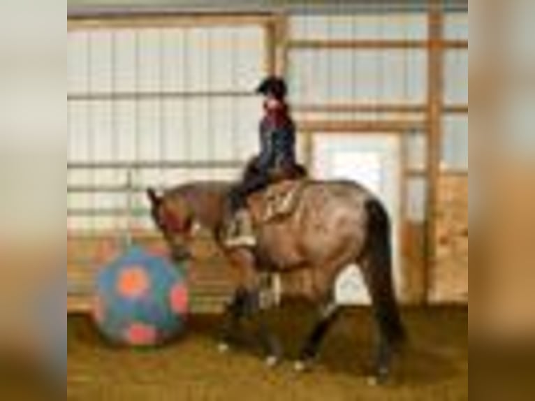 American Quarter Horse Stute 5 Jahre 155 cm Roan-Bay in Warsaw NY