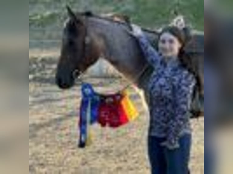 American Quarter Horse Stute 5 Jahre 155 cm Roan-Bay in Warsaw NY