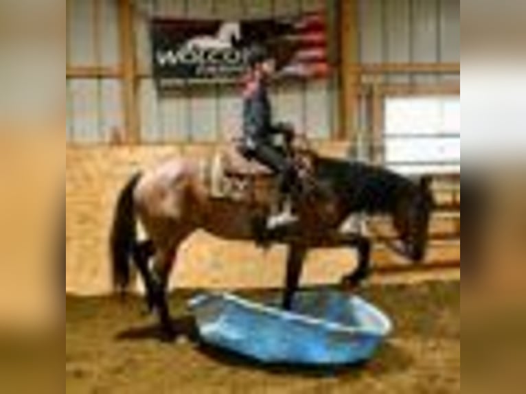 American Quarter Horse Stute 5 Jahre 155 cm Roan-Bay in Warsaw NY