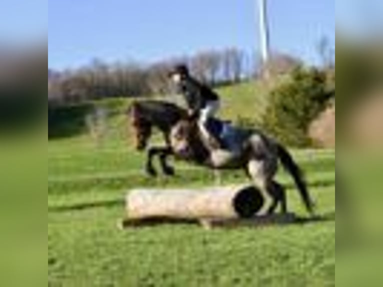 American Quarter Horse Stute 5 Jahre 155 cm Roan-Bay in Warsaw NY