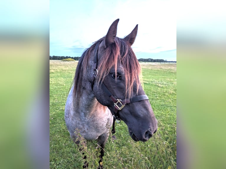 American Quarter Horse Mix Stute 5 Jahre 155 cm Roan-Blue in Ferdinandshof