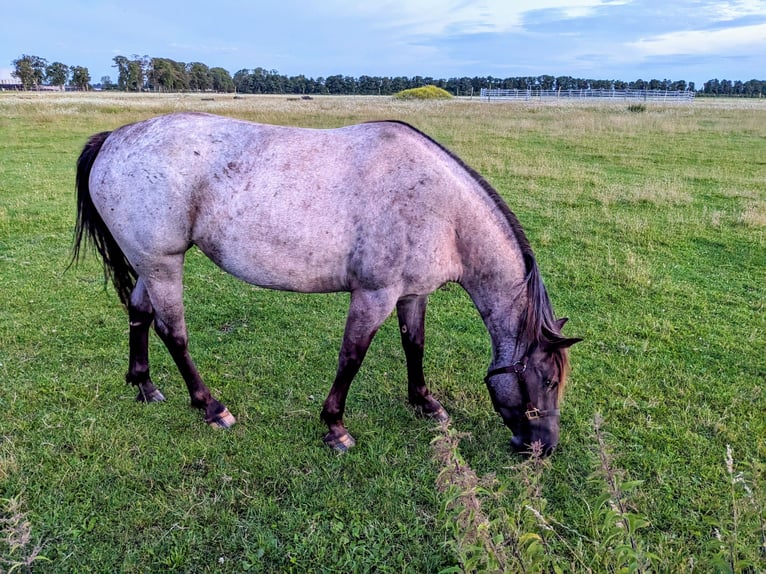 American Quarter Horse Mix Stute 5 Jahre 155 cm Roan-Blue in Ferdinandshof