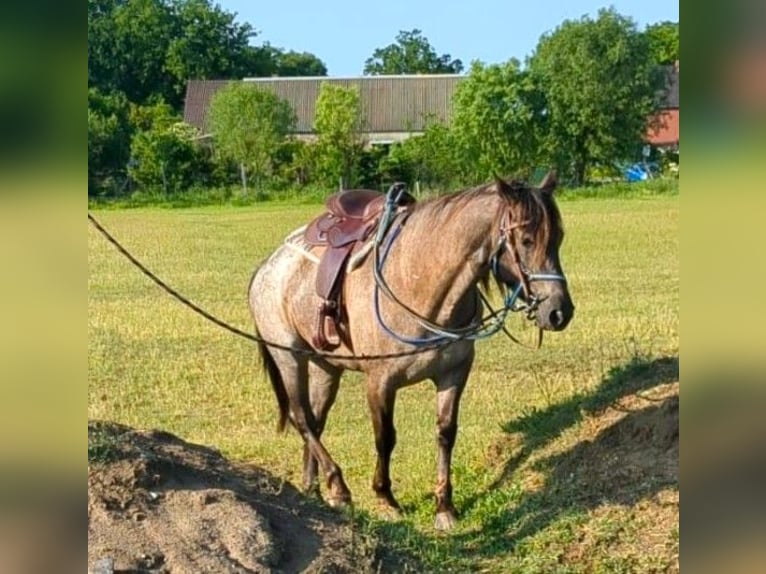 American Quarter Horse Mix Stute 5 Jahre 155 cm Roan-Blue in Ferdinandshof