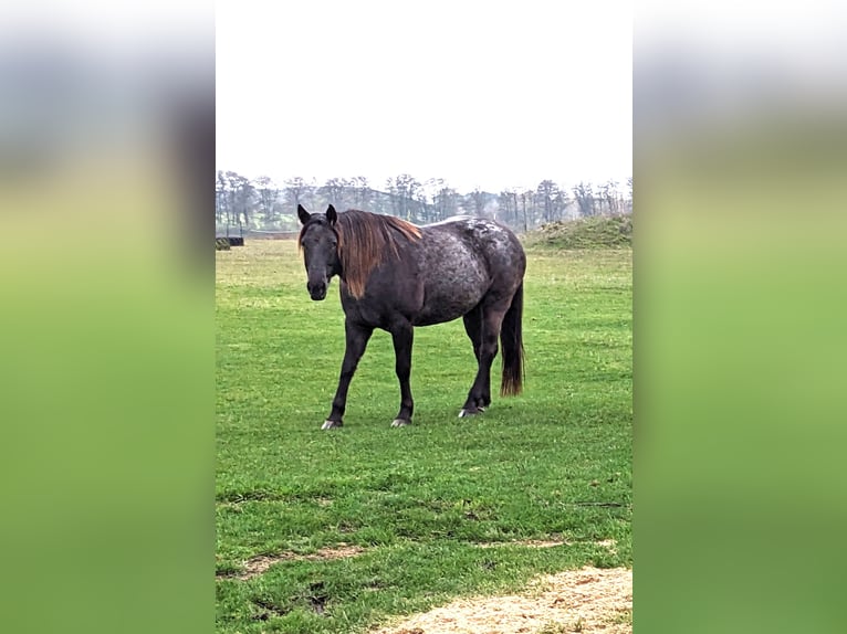 American Quarter Horse Mix Stute 5 Jahre 155 cm Roan-Blue in Ferdinandshof