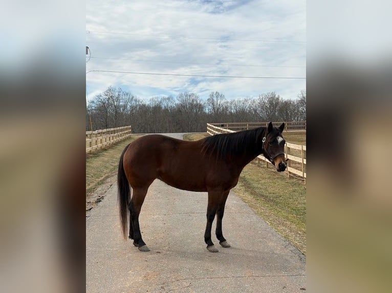 American Quarter Horse Stute 5 Jahre 155 cm Rotbrauner in Hickory