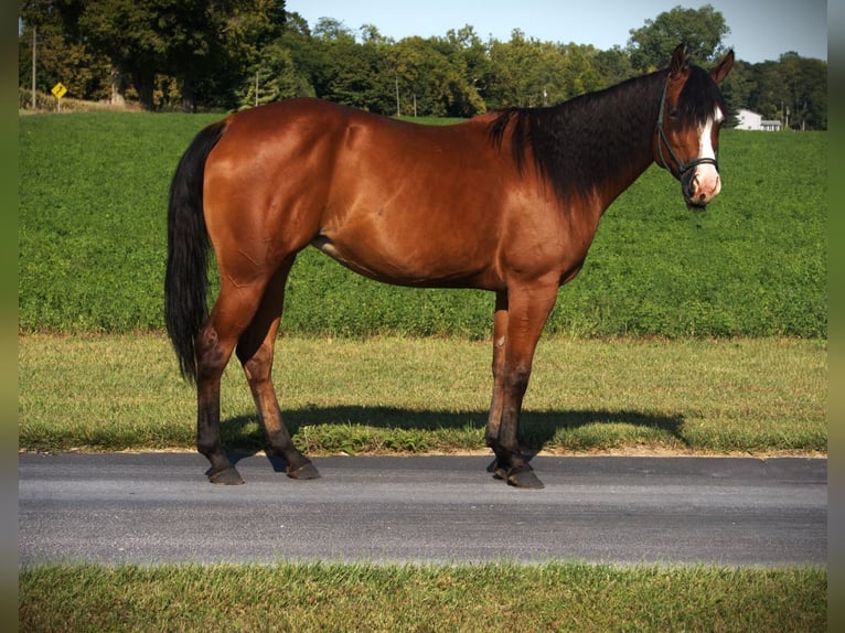 American Quarter Horse Stute 5 Jahre 155 cm Rotbrauner in Saint Joe