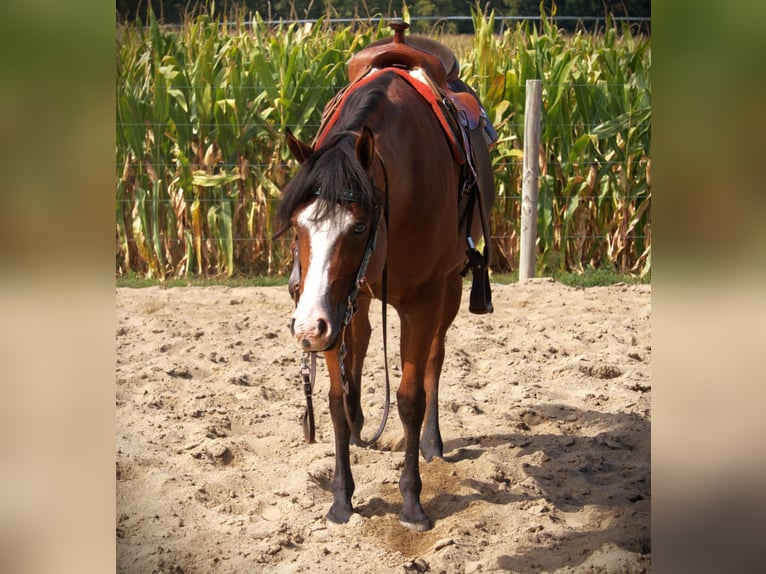 American Quarter Horse Stute 5 Jahre 155 cm Rotbrauner in Saint Joe
