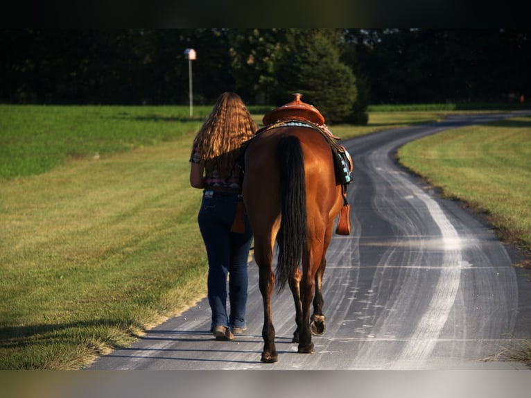 American Quarter Horse Stute 5 Jahre 155 cm Rotbrauner in Saint Joe