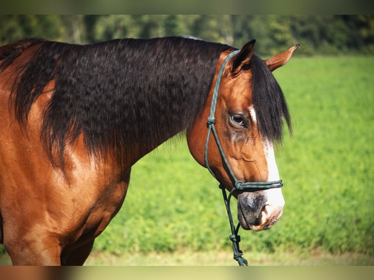 American Quarter Horse Stute 5 Jahre 155 cm Rotbrauner in Saint Joe