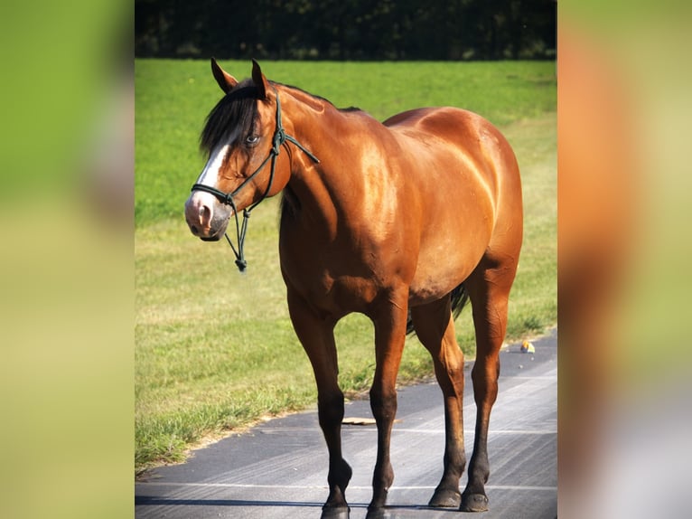 American Quarter Horse Stute 5 Jahre 155 cm Rotbrauner in Saint Joe
