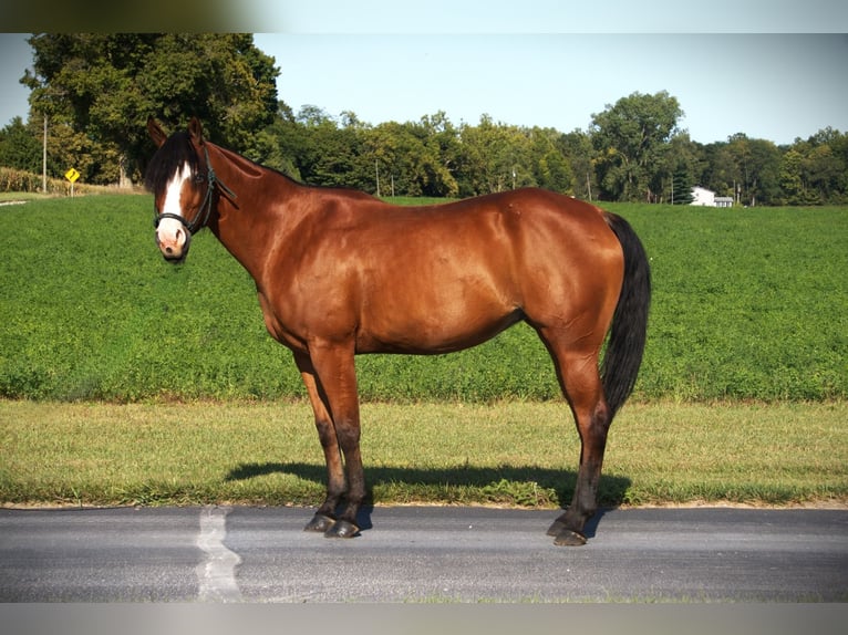 American Quarter Horse Stute 5 Jahre 155 cm Rotbrauner in Saint Joe