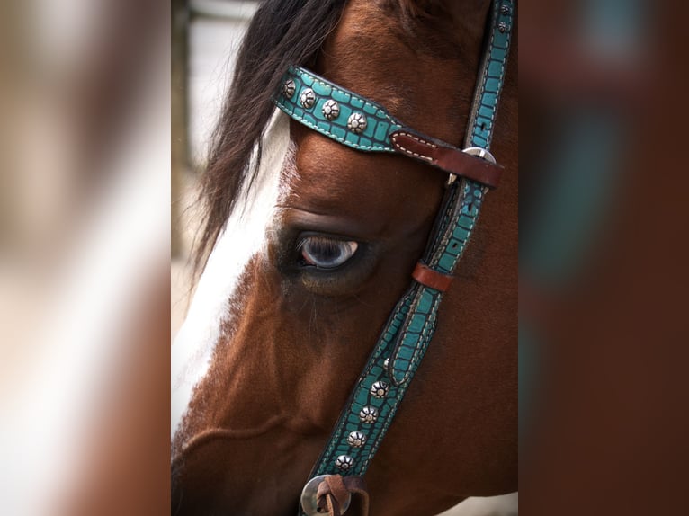 American Quarter Horse Stute 5 Jahre 155 cm Rotbrauner in Saint Joe