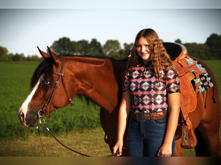 American Quarter Horse Stute 5 Jahre 155 cm Rotbrauner in Saint Joe