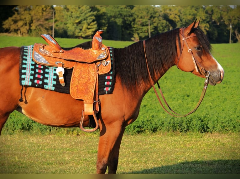 American Quarter Horse Stute 5 Jahre 155 cm Rotbrauner in Saint Joe